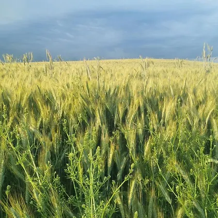 Pod Lipami Zawady Oleckie