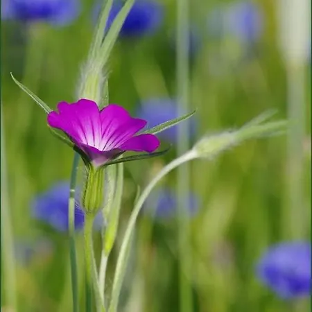 Pod Lipami Villa Zawady Oleckie