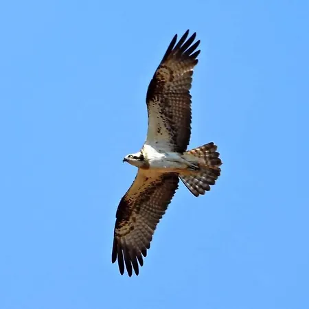 别墅 Pod Lipami Zawady Oleckie