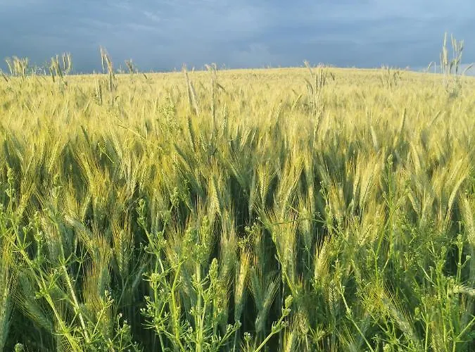 Pod Lipami Zawady Oleckie