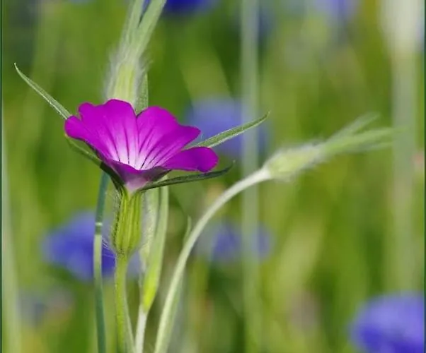 Pod Lipami Willa Zawady Oleckie