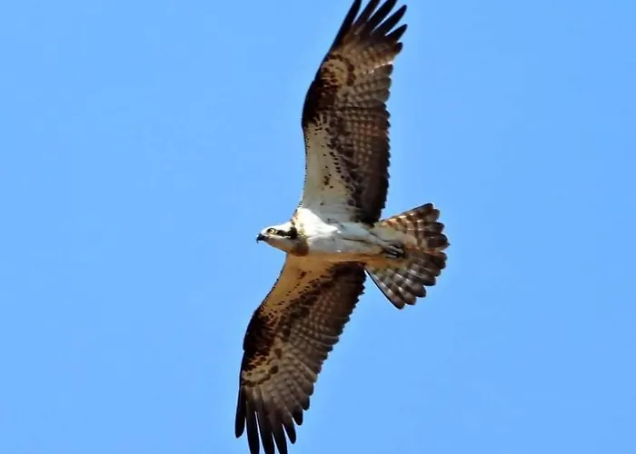 Willa Pod Lipami Zawady Oleckie